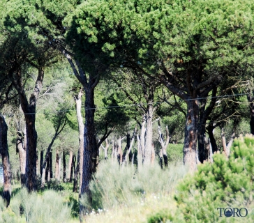 pinares (1)