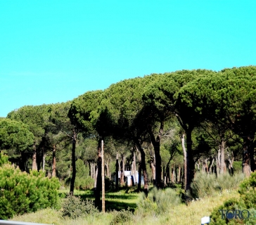 pinares (3)