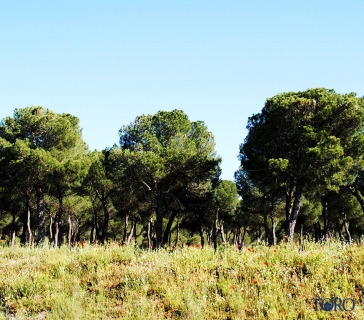 pinares (5)