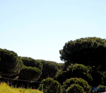 Pinares