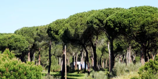 Pinares de Toro